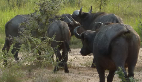 3 Days Wildlife Safari to Queen Elizabeth National Park