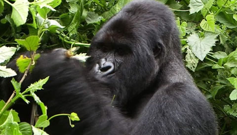 2 Days Uganda Gorilla Trekking Safari