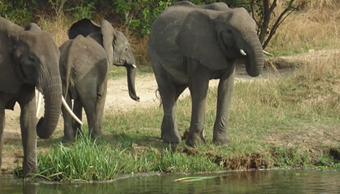 3 Day Wildlife Safari in Uganda