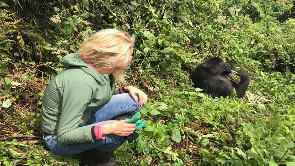 Gorilla Nesting