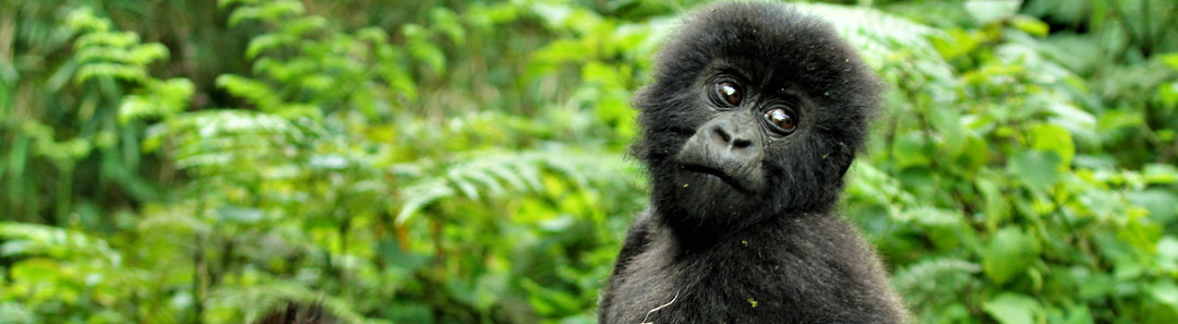 7 Days Double Gorilla Tracking Safari Adventure