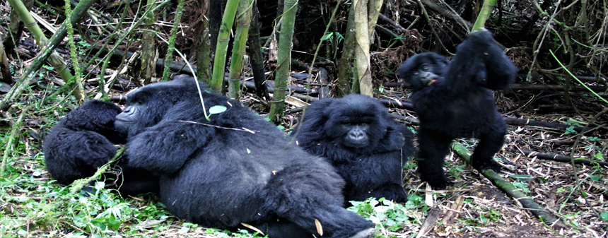 8 Days Epic Rwanda Safari Adventure
