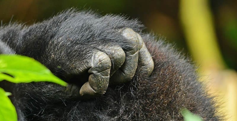 Gorilla Reproduction Cycle