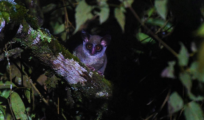 Night Walking Safari inside Nyungwe National Park