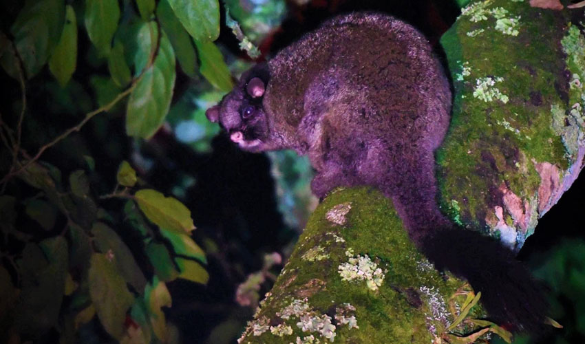 spotted at night in nyungwe