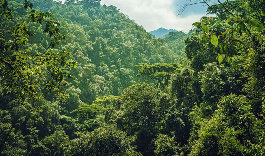 nyungwe forest