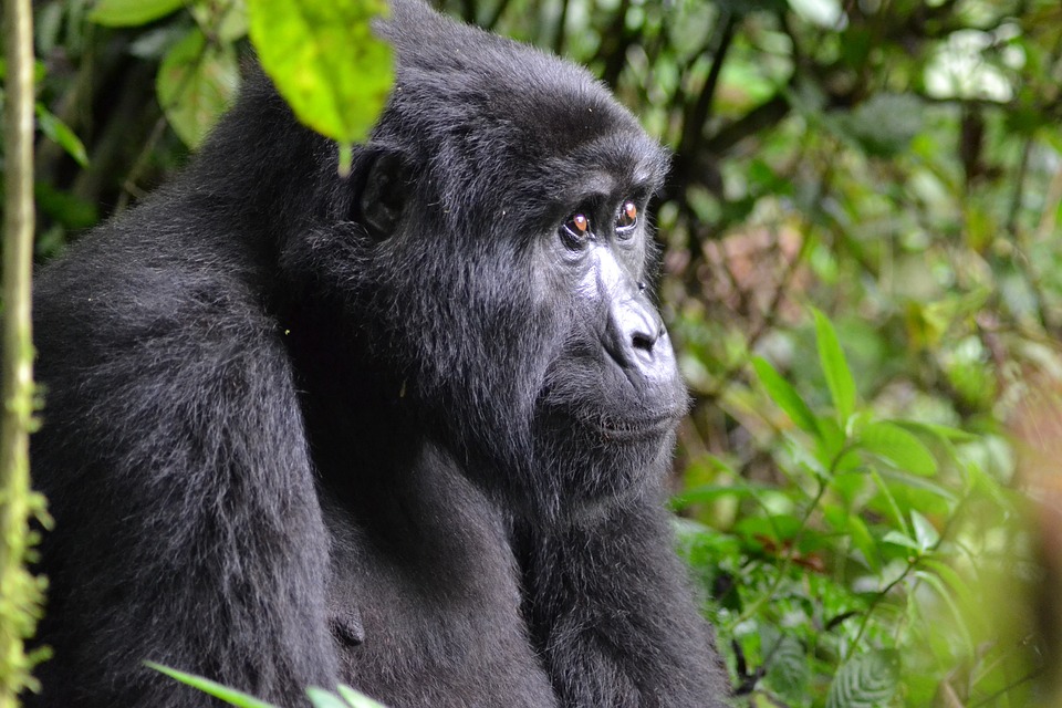 Gorilla trekking Safaris or Wildlife viewing Safaris?